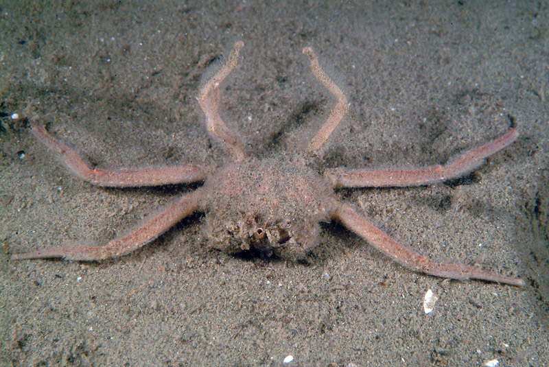 Medorippe lanata